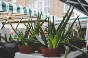 aloe vera visage